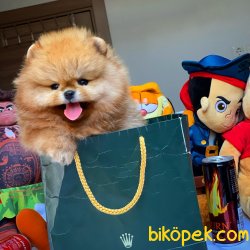 Show Class Safkan Pomeranian Boo Yavruları 5