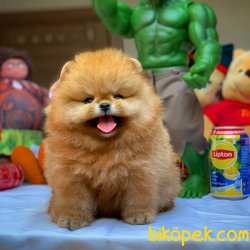 Show Class Safkan Pomeranian Boo Yavruları 2