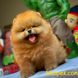 Show Class Safkan Pomeranian Boo Yavruları 1