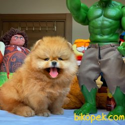 Show Class Safkan Pomeranian Boo Yavruları 4