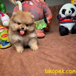 Show Class Safkan Pomeranian Boo Yavruları 4