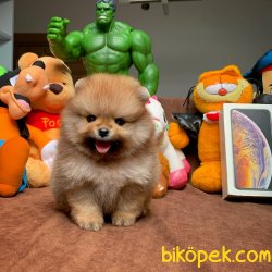 Show Class Safkan Pomeranian Boo Yavruları 3