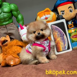 Show Class Safkan Pomeranian Boo Yavruları 1
