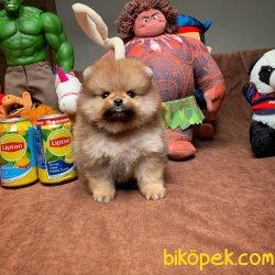 Show Class Safkan Pomeranian Boo Yavruları 2
