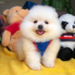 Show Class Secereli Pomeranian Yavrularımız 4