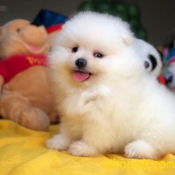 Show Class Secereli Pomeranian Yavrularımız 3
