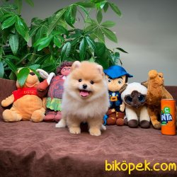 Show Class Secereli Pomeranian Yavrularımız 5