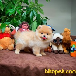 Show Class Secereli Pomeranian Yavrularımız 4