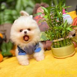 Show Class Secereli Pomeranian Yavrularımız 2