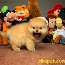 Show Class Secereli Pomeranian Yavrularımız 4