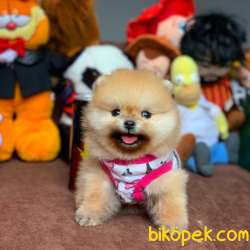 Show Class Secereli Pomeranian Yavrularımız 1