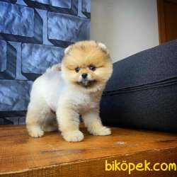 Show Class Secereli Pomeranian Yavrularımız 3