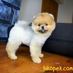 Show Class Secereli Pomeranian Yavrularımız 1