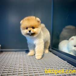 Show Class Secereli Pomeranian Yavrularımız 2