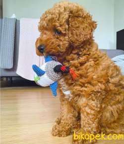 Show Class Secereli Toy Poodle Yavrularımız 4