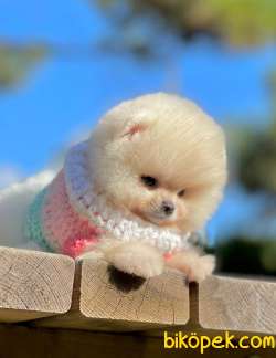 Show Class  Tedy Bear Pomeranian  Boo ' Lar 2