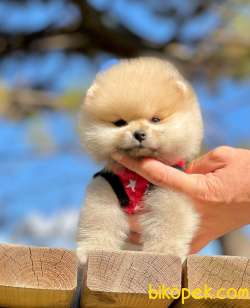 Show Class  Tedy Bear Pomeranian  Boo ' Lar 1