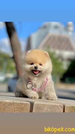 Show Class  Tedy Bear Pomeranian  Boo ' Lar 4