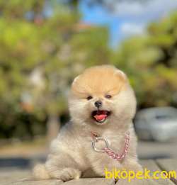 Show Class Tedy Bear Pomeranian  Boo ' Lar 3