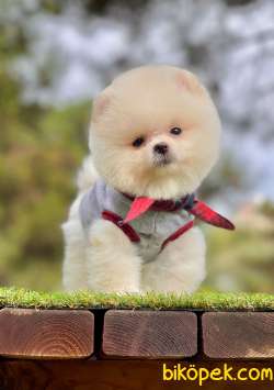 Show Class Tedy Bear Pomeranian  Boo ' Lar 2