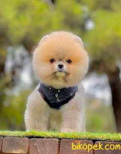 Show Class Tedy Bear Pomeranian  Boo ' Lar 1