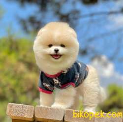 Show Class Tedy Bear Pomeranian  Boo ' Lar 5