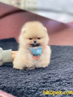 Show Class Tedy Bear Pomeranian Boo Yavrumuz 3