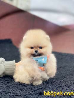 Show Class Tedy Bear Pomeranian Boo Yavrumuz 4