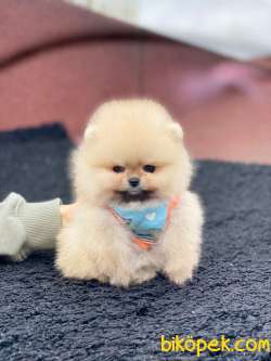Show Class Tedy Bear Pomeranian Boo Yavrumuz 2