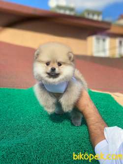 Show Class Tedy Pomeranian  Boo ' Lar 4