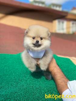 Show Class Tedy Pomeranian  Boo ' Lar 2
