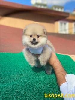 Show Class Tedy Pomeranian  Boo ' Lar 3