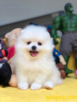 Show Class Üretim Belgeli Pomeranian Boo Yavrularımız 3