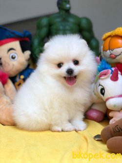 Show Class Üretim Belgeli Pomeranian Boo Yavrularımız 4