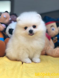 Show Class Üretim Belgeli Pomeranian Boo Yavrularımız 1