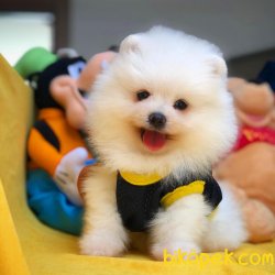 Show Class Üretim Belgeli Pomeranian Boo Yavrularımız 2