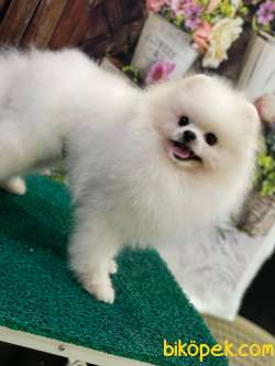 SHOW CLASS ÜST DÜZEY BEYAZ RENK TEDDYBEAR POMERANİAN BOOLAR 2