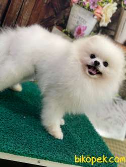 SHOW CLASS ÜST DÜZEY BEYAZ RENK TEDDYBEAR POMERANİAN BOOLAR 3