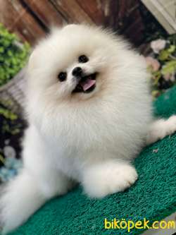 SHOW CLASS ÜST DÜZEY BEYAZ RENK TEDDYBEAR POMERANİAN BOOLAR 1