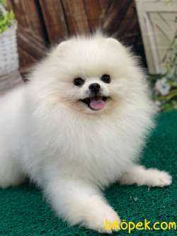 SHOW CLASS ÜST DÜZEY BEYAZ RENK TEDDYBEAR POMERANİAN BOOLAR 5