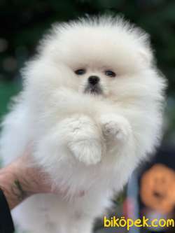 Show Class Üst Düzey Pomeranianboo 2