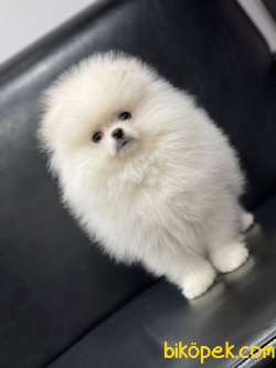 Show Class Üst Düzey Pomeranianboo 1