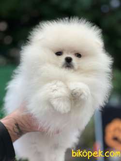 Show Class Üst Düzey Pomeranianboo 3