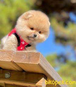 Show ClassSh Teddy Bear  Pomeranian  Boo ' Lar 3