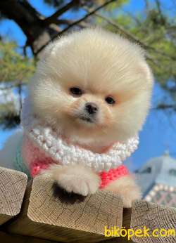 Show ClassSh Teddy Bear  Pomeranian  Boo ' Lar 4