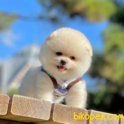 Show ClassSh Teddy Bear  Pomeranian  Boo ' Lar 5