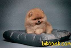 SHOW DÜZEY IRKININ EN İYİSİ TEDDYBEAR POMERANİAN BOO YAVRULARIMIZ 1