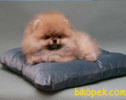 SHOW DÜZEY IRKININ EN İYİSİ TEDDYBEAR POMERANİAN BOO YAVRULARIMIZ 3