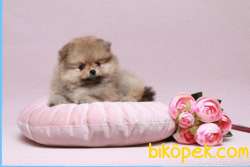 SHOW DÜZEY IRKININ EN İYİSİ TEDDYBEAR POMERANİAN BOO YAVRULARIMIZ 2