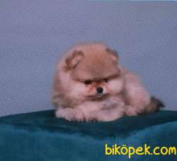 SHOW DÜZEY IRKININ EN İYİSİ TEDDYBEAR POMERANİAN BOO YAVRULARIMIZ 4